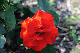 image0370