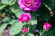 image0373