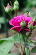 image0376