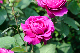image0377