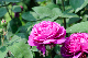 image0379