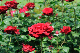 image0381