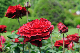 image0382