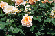 image0383
