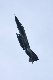 image0636