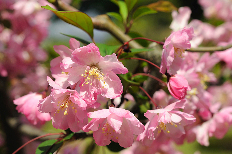 image0077