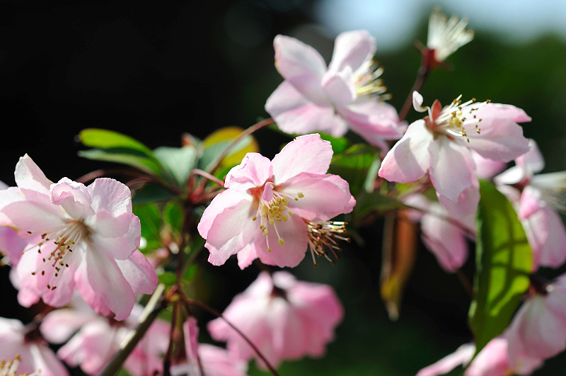image0106