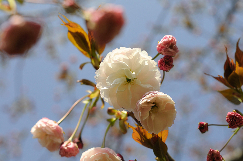 image0132