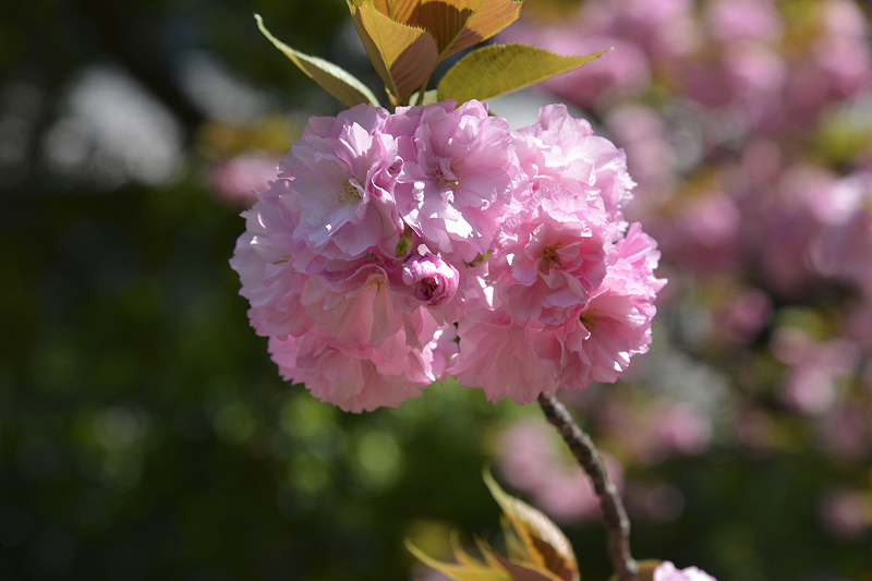 image0098