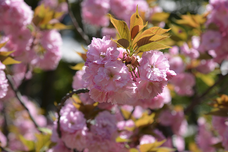 image0099
