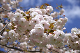 image0138