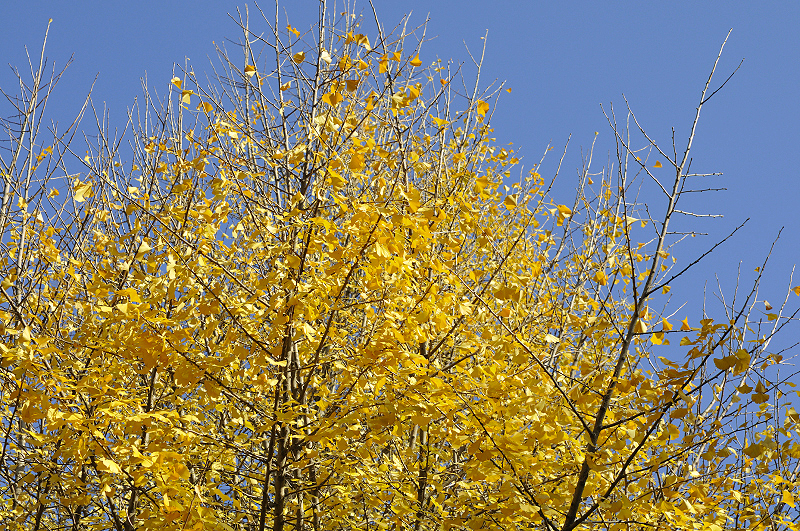 image0138