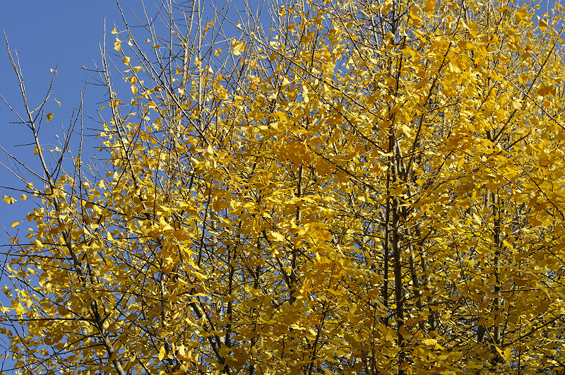image0139