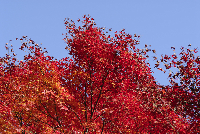 image0375