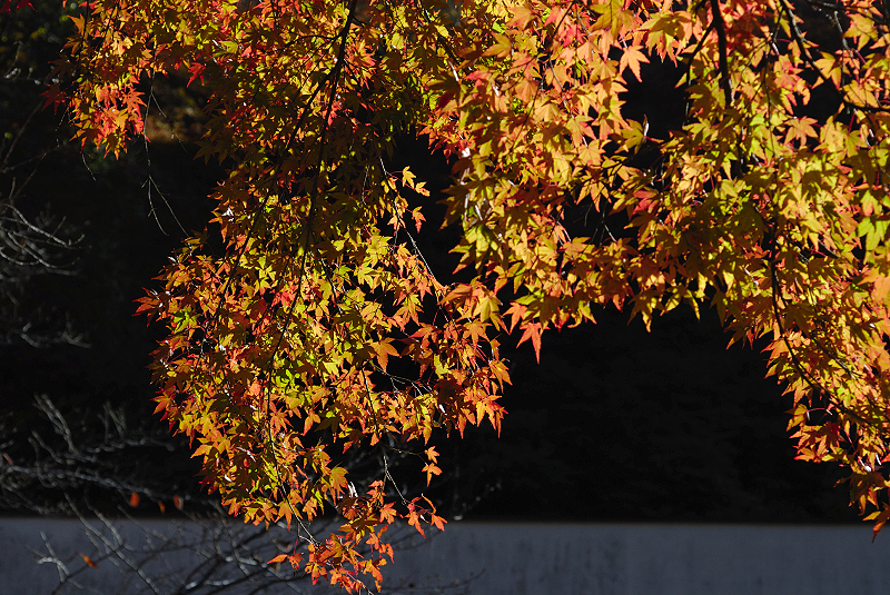 image0390