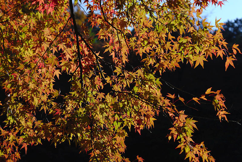 image0391