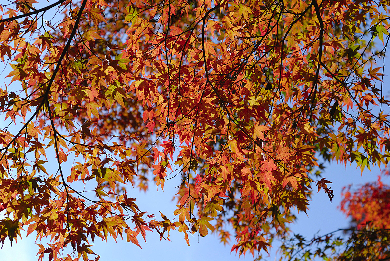 image0393