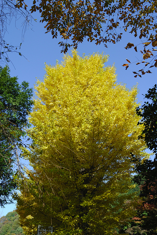 image0438