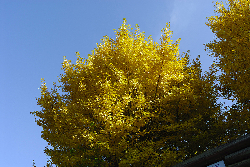 image0439