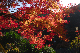 image0381