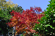 image0387
