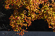 image0390