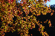 image0391