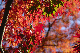 image0399