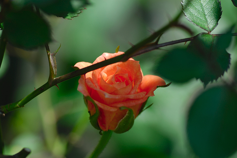 image0076
