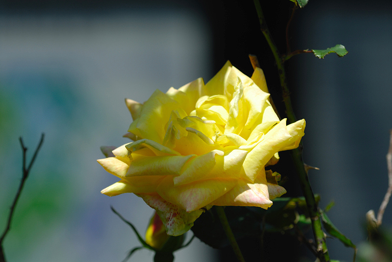 image0091