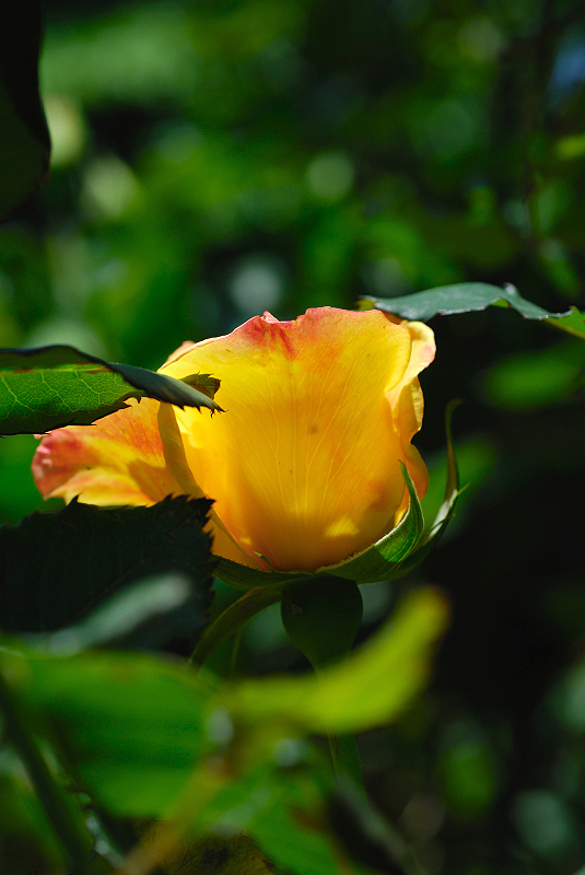 image0115