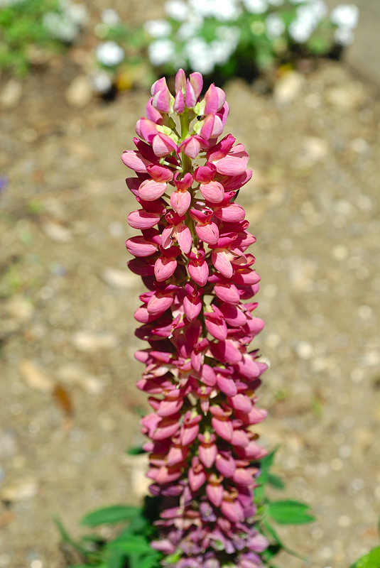 image0133