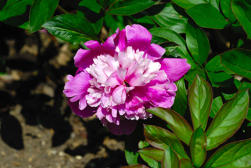 image0136