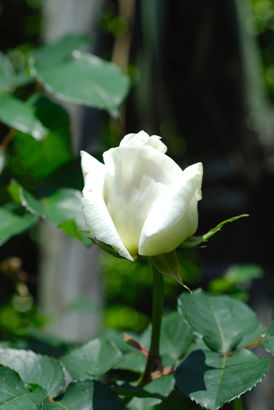 image0172