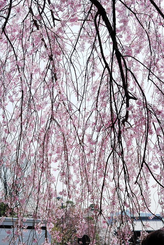 image0106