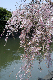image0137