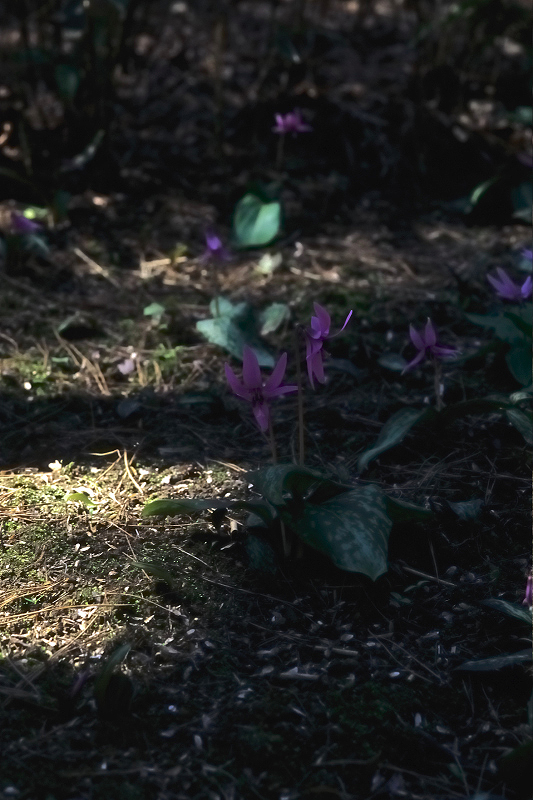 image0010