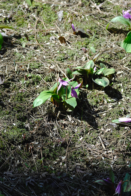 image0096