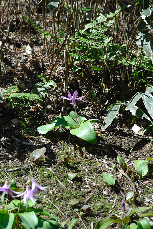image0097
