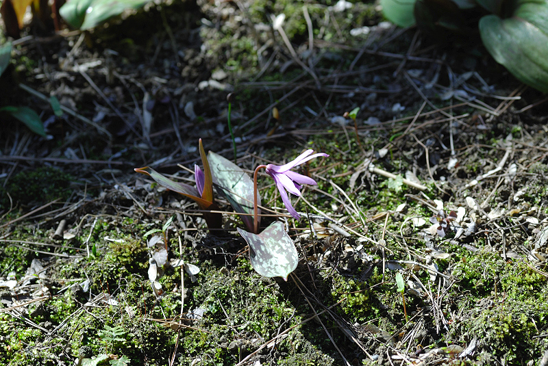 image0098