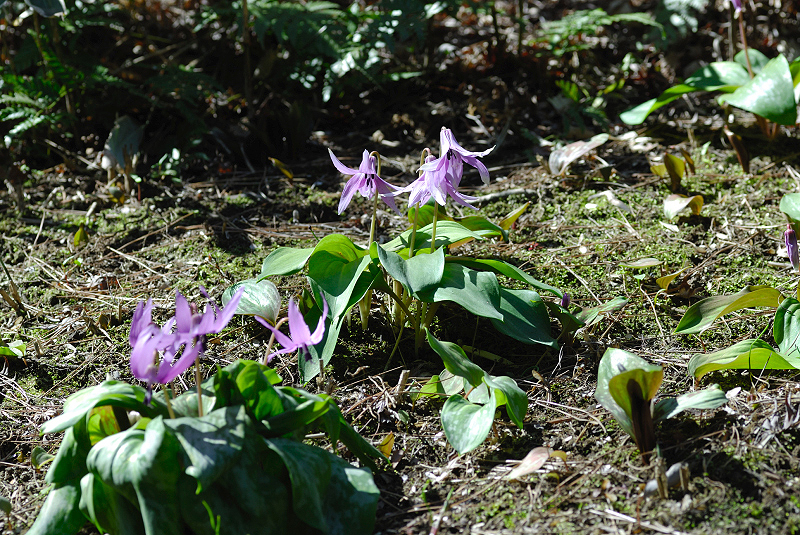image0106