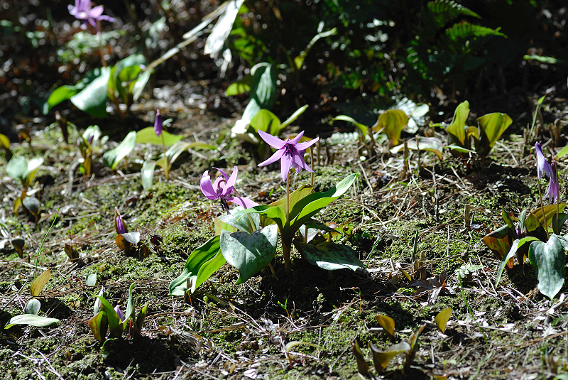 image0107
