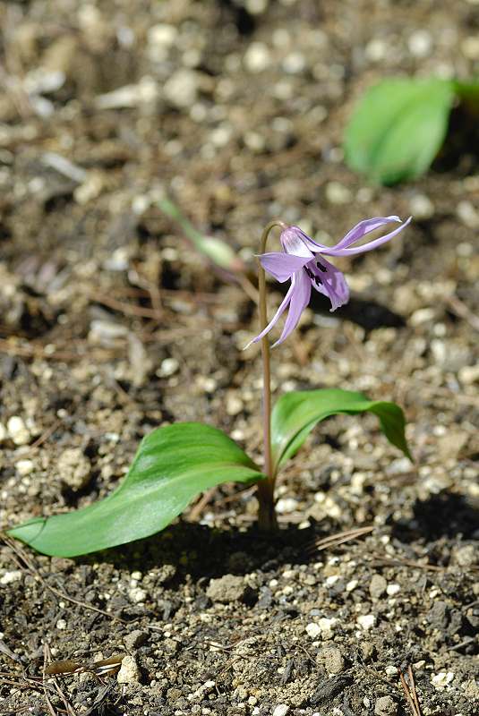 image0111