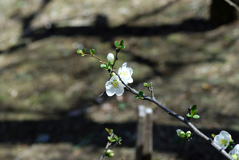 image0138