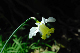 image0178