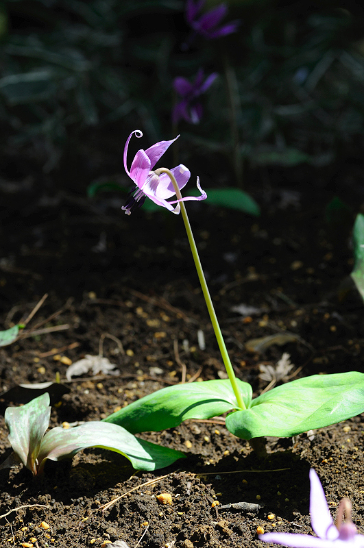 image0084