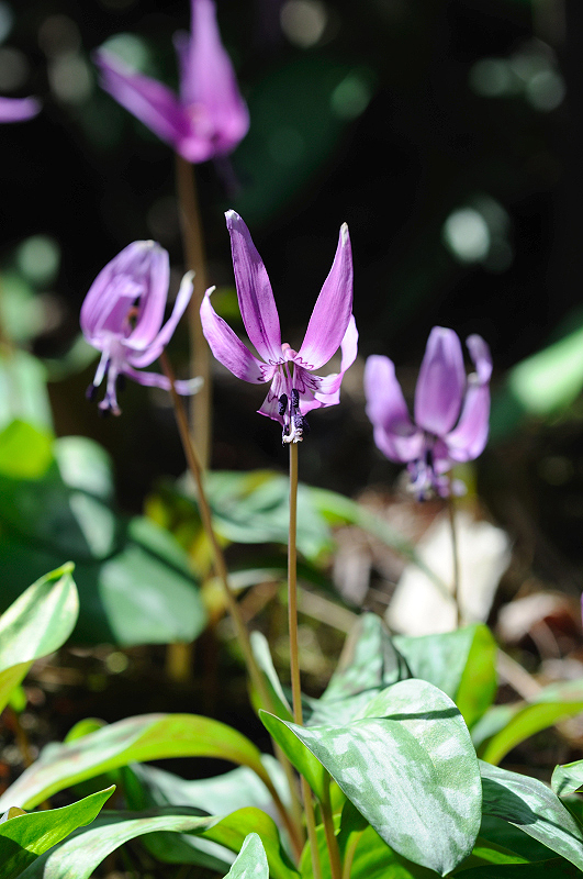 image0096
