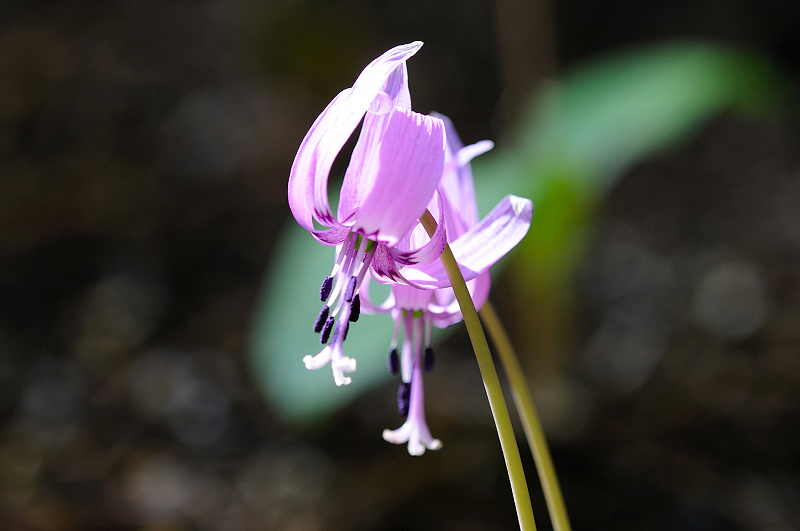 image0129