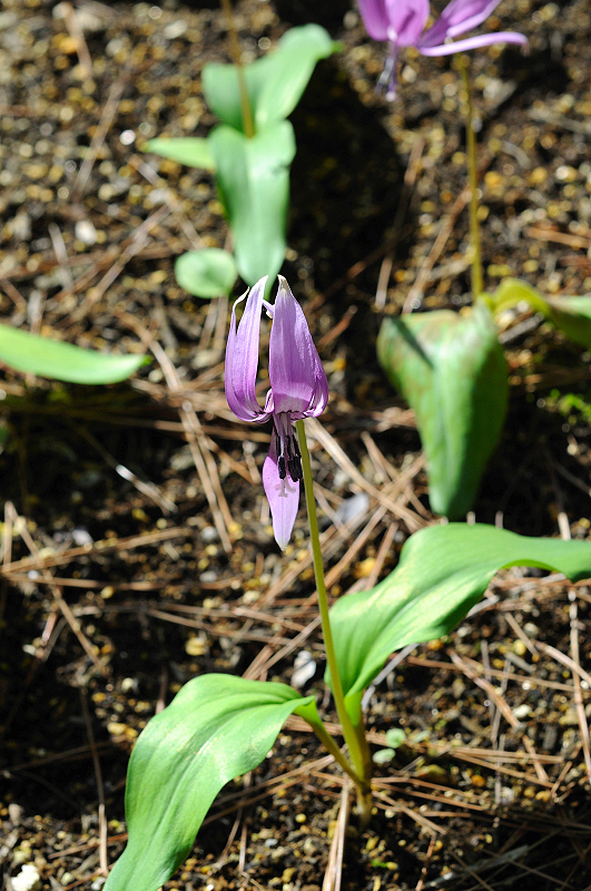 image0132