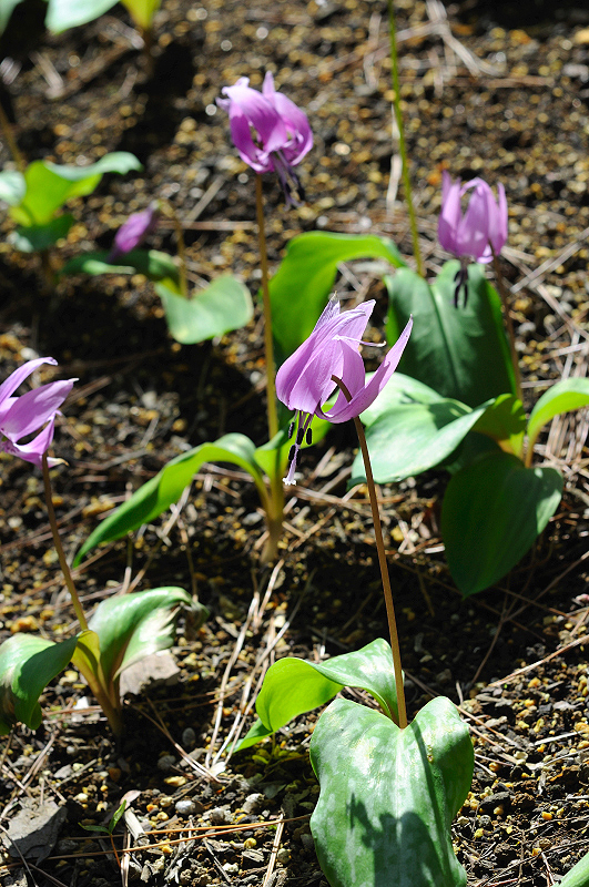 image0133
